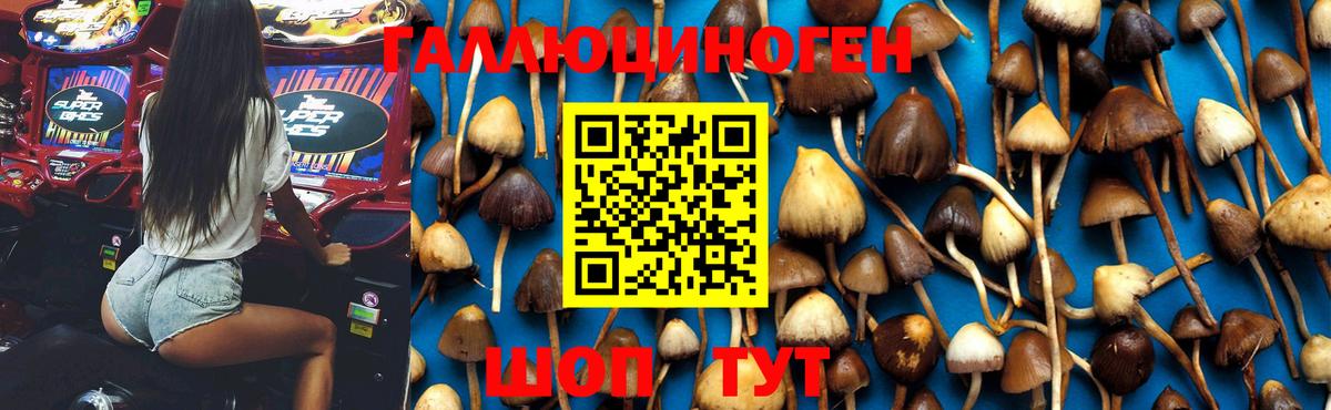 Псилоцибиновые грибы Psilocybe Азнакаево